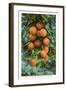 Florida Oranges-null-Framed Art Print