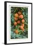 Florida Oranges-null-Framed Art Print
