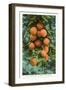 Florida Oranges-null-Framed Art Print