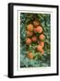 Florida Oranges-null-Framed Art Print