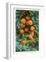 Florida Oranges-null-Framed Art Print