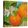 Florida Oranges-Elizabeth St. Hilaire-Stretched Canvas