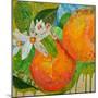 Florida Oranges-Elizabeth St. Hilaire-Mounted Art Print