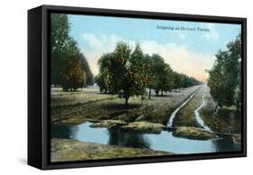 Florida - Orchard Irrigation Scene-Lantern Press-Framed Stretched Canvas