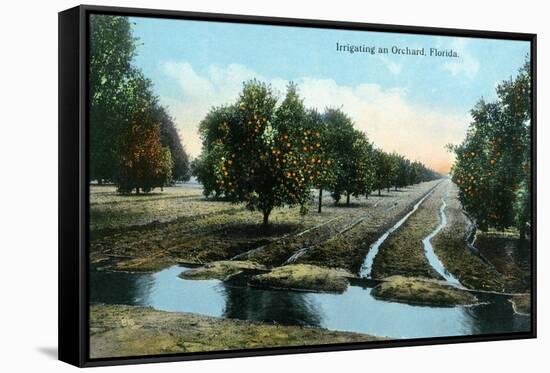 Florida - Orchard Irrigation Scene-Lantern Press-Framed Stretched Canvas