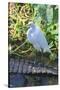 Florida, Orlando, Egret and Alligator-Jim Engelbrecht-Stretched Canvas