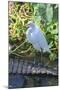 Florida, Orlando, Egret and Alligator-Jim Engelbrecht-Mounted Photographic Print