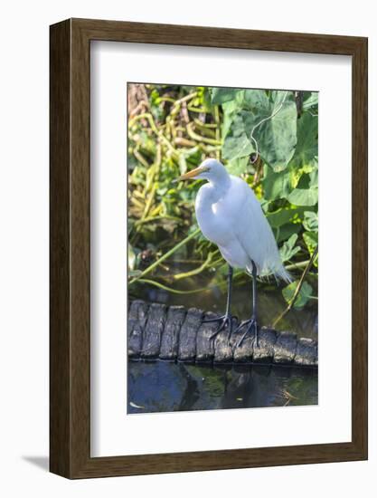 Florida, Orlando, Egret and Alligator-Jim Engelbrecht-Framed Photographic Print