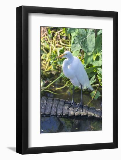 Florida, Orlando, Egret and Alligator-Jim Engelbrecht-Framed Photographic Print