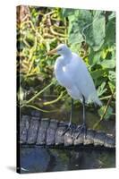 Florida, Orlando, Egret and Alligator-Jim Engelbrecht-Stretched Canvas