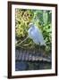 Florida, Orlando, Egret and Alligator-Jim Engelbrecht-Framed Photographic Print