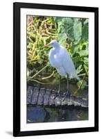 Florida, Orlando, Egret and Alligator-Jim Engelbrecht-Framed Photographic Print