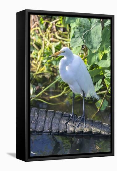 Florida, Orlando, Egret and Alligator-Jim Engelbrecht-Framed Stretched Canvas