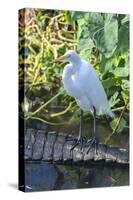 Florida, Orlando, Egret and Alligator-Jim Engelbrecht-Stretched Canvas