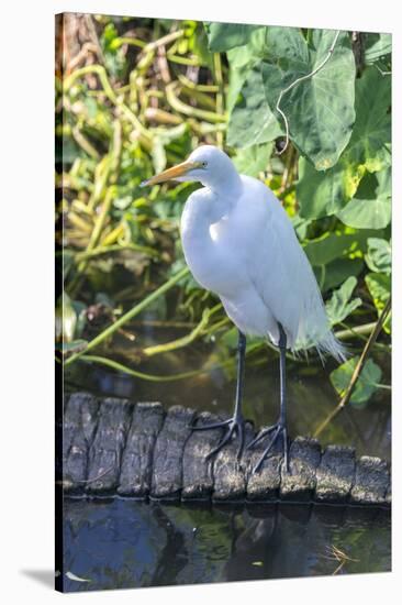 Florida, Orlando, Egret and Alligator-Jim Engelbrecht-Stretched Canvas