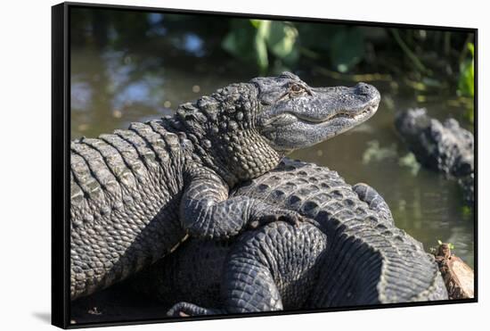 Florida, Orlando, Gatorland, Alligators-Jim Engelbrecht-Framed Stretched Canvas