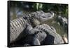 Florida, Orlando, Gatorland, Alligators-Jim Engelbrecht-Framed Stretched Canvas