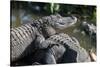 Florida, Orlando, Gatorland, Alligators-Jim Engelbrecht-Stretched Canvas
