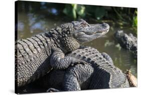 Florida, Orlando, Gatorland, Alligators-Jim Engelbrecht-Stretched Canvas