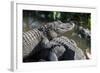 Florida, Orlando, Gatorland, Alligators-Jim Engelbrecht-Framed Photographic Print