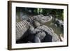 Florida, Orlando, Gatorland, Alligators-Jim Engelbrecht-Framed Photographic Print