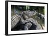 Florida, Orlando, Gatorland, Alligators-Jim Engelbrecht-Framed Photographic Print