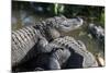 Florida, Orlando, Gatorland, Alligators-Jim Engelbrecht-Mounted Photographic Print