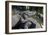 Florida, Orlando, Gatorland, Alligators-Jim Engelbrecht-Framed Photographic Print