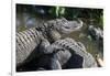 Florida, Orlando, Gatorland, Alligators-Jim Engelbrecht-Framed Photographic Print