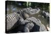 Florida, Orlando, Gatorland, Alligators-Jim Engelbrecht-Stretched Canvas