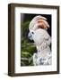 Florida, Orlando, Gatorland, Citron Cockatoo-Jim Engelbrecht-Framed Photographic Print