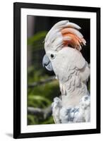 Florida, Orlando, Gatorland, Citron Cockatoo-Jim Engelbrecht-Framed Premium Photographic Print