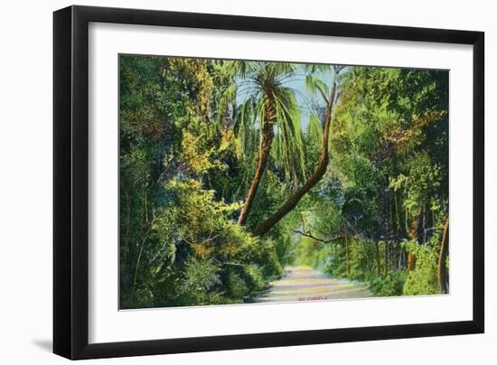 Florida - Overgrown Vegetation Scene-Lantern Press-Framed Art Print