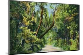 Florida - Overgrown Vegetation Scene-Lantern Press-Mounted Art Print