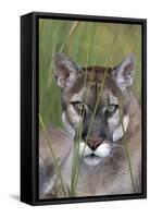 Florida Panther (Felis Concolor) in Sawgrass, South Florida, USA-Lynn M^ Stone-Framed Stretched Canvas