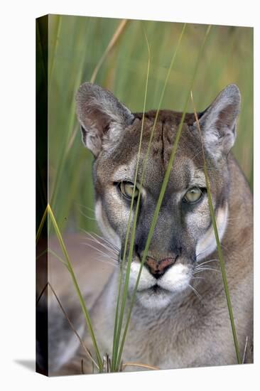 Florida Panther (Felis Concolor) in Sawgrass, South Florida, USA-Lynn M^ Stone-Stretched Canvas