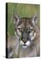 Florida Panther (Felis Concolor) in Sawgrass, South Florida, USA-Lynn M^ Stone-Stretched Canvas