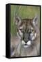 Florida Panther (Felis Concolor) in Sawgrass, South Florida, USA-Lynn M^ Stone-Framed Stretched Canvas