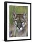 Florida Panther (Felis Concolor) in Sawgrass, South Florida, USA-Lynn M^ Stone-Framed Premium Photographic Print