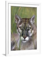 Florida Panther (Felis Concolor) in Sawgrass, South Florida, USA-Lynn M^ Stone-Framed Premium Photographic Print