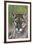 Florida Panther (Felis Concolor) in Sawgrass, South Florida, USA-Lynn M^ Stone-Framed Premium Photographic Print