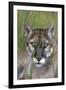 Florida Panther (Felis Concolor) in Sawgrass, South Florida, USA-Lynn M^ Stone-Framed Premium Photographic Print