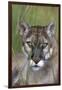 Florida Panther (Felis Concolor) in Sawgrass, South Florida, USA-Lynn M^ Stone-Framed Premium Photographic Print