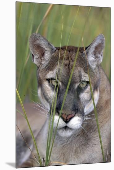 Florida Panther (Felis Concolor) in Sawgrass, South Florida, USA-Lynn M^ Stone-Mounted Premium Photographic Print