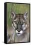 Florida Panther (Felis Concolor) in Sawgrass, South Florida, USA-Lynn M^ Stone-Framed Stretched Canvas