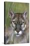 Florida Panther (Felis Concolor) in Sawgrass, South Florida, USA-Lynn M^ Stone-Stretched Canvas