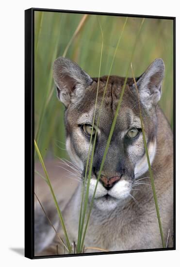 Florida Panther (Felis Concolor) in Sawgrass, South Florida, USA-Lynn M^ Stone-Framed Stretched Canvas