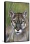 Florida Panther (Felis Concolor) in Sawgrass, South Florida, USA-Lynn M^ Stone-Framed Stretched Canvas