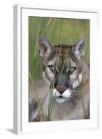 Florida Panther (Felis Concolor) in Sawgrass, South Florida, USA-Lynn M^ Stone-Framed Photographic Print