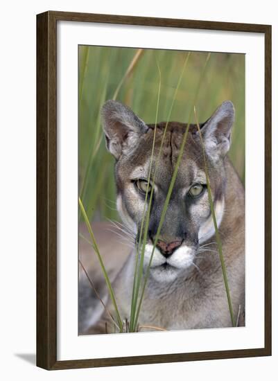 Florida Panther (Felis Concolor) in Sawgrass, South Florida, USA-Lynn M^ Stone-Framed Photographic Print